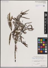 Foto von Salix eleagnos Scop.